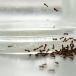 چگونه مورچه ها را در خانه از بین ببریم؟