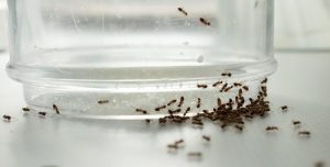 راه‌ های از بین بردن مورچه ها در خانه